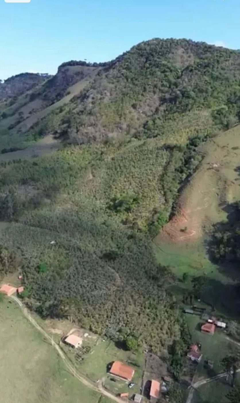Área produtiva com bananal em São Bento do Sapucaí